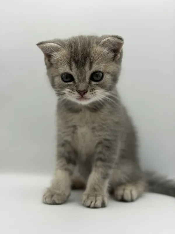 Скотиш фолд мушукча 2 ойли СОТИЛАДИ!!! 3 Скотиш фолд мушукча 2 ойли СОТИЛАДИ!!! 3
