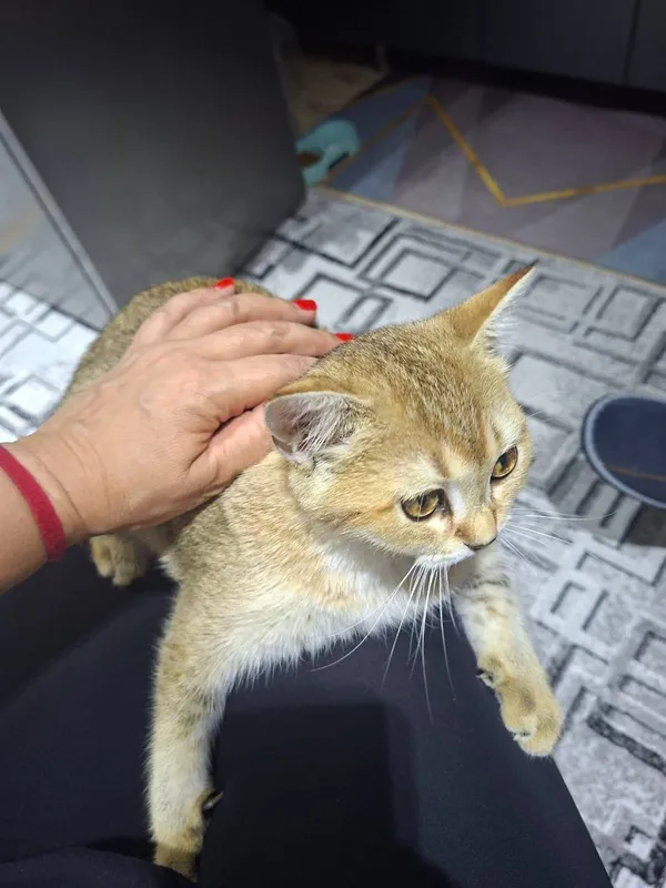 Котенок золотой шиншилы Котенок золотой шиншилы