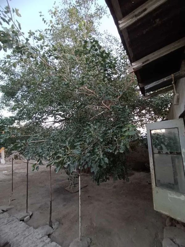 O'tinlar soltiladi