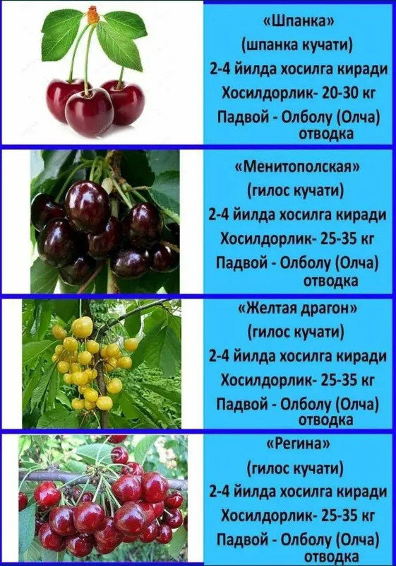 Гилос кучатлар сотувда — фото 2