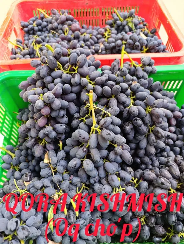 Uzum ko'chatlari