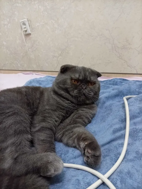 Продаю кота Скоттиш фолд