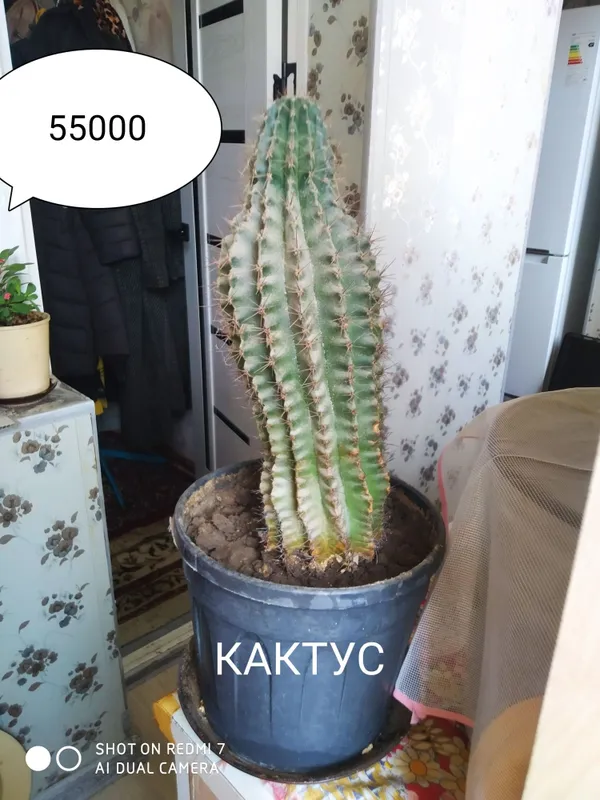 Цветки на горшке комнатные 2