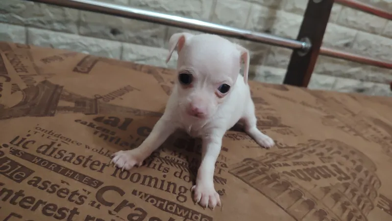 Chihuahua kuchukchalari 1