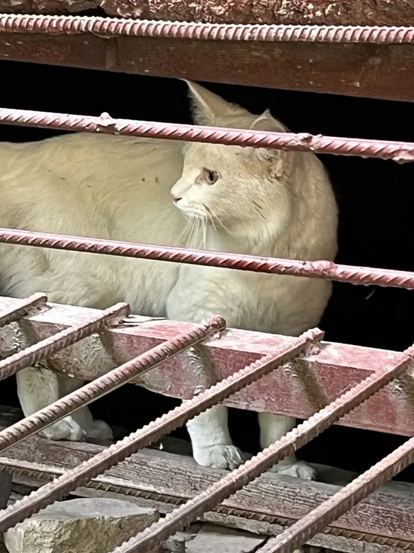 Найден белый котик. — фото 1