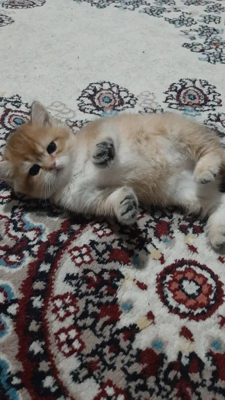 oltin chinchilla ny12 urg‘ochi mushukcha 4