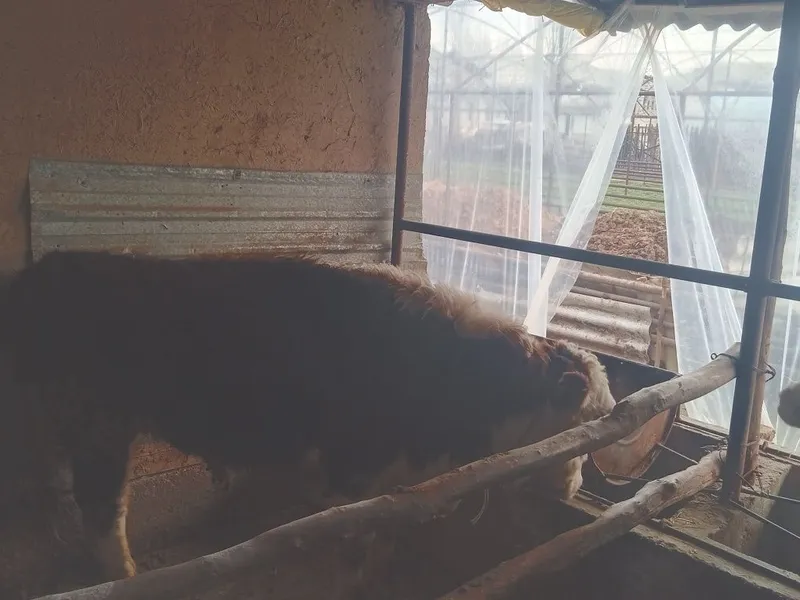 Boqma paroda buqalar smental va grendort narxini telefonda belgilanadi — фото 3