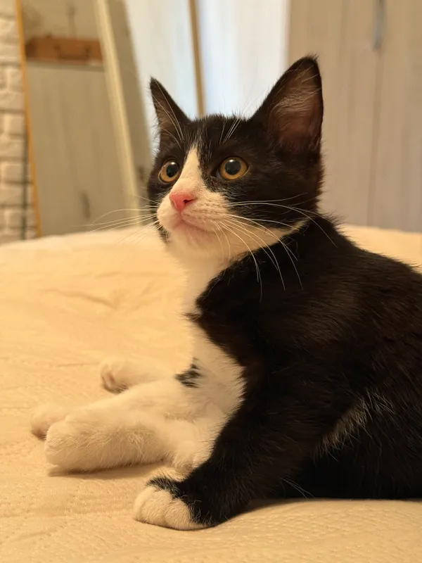 Котята в добрые руки! 6