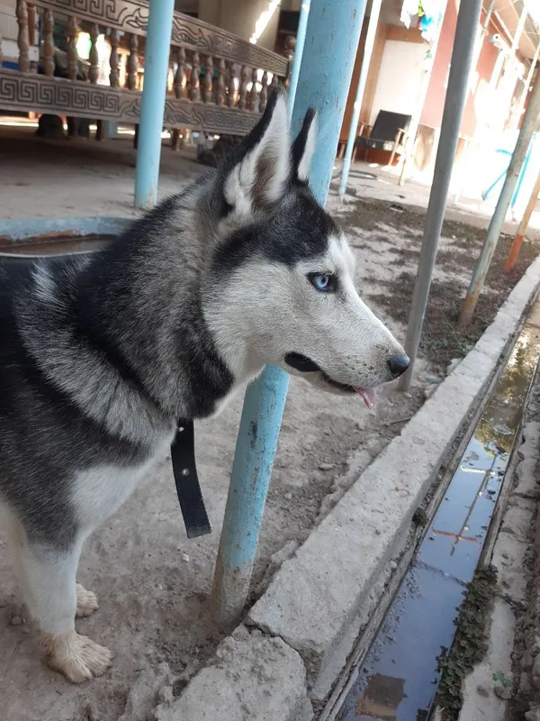 Shoshilinch Husky sotiladi! 3 Shoshilinch Husky sotiladi! 3