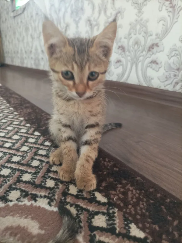Aralash zotli mushukchalar 3