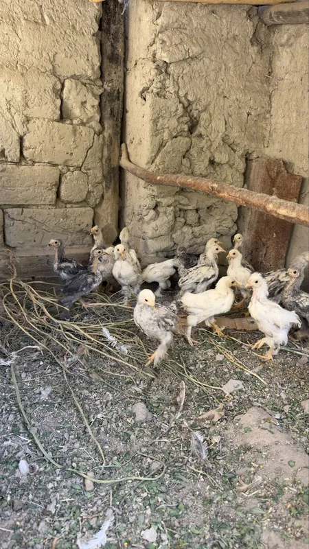 Yaponchalar biramalar bor 2 Yaponchalar biramalar bor 2