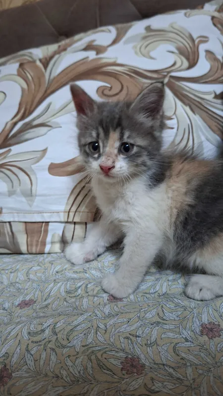 Отдам даром котят — фото 1