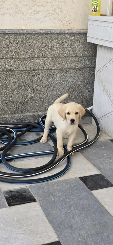 Labrador retriever — фото 1