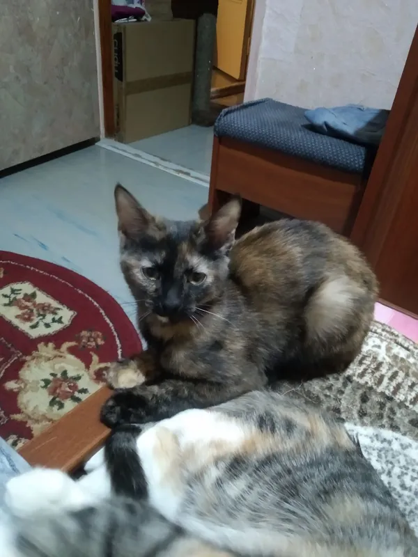 котенок в хорошие руки