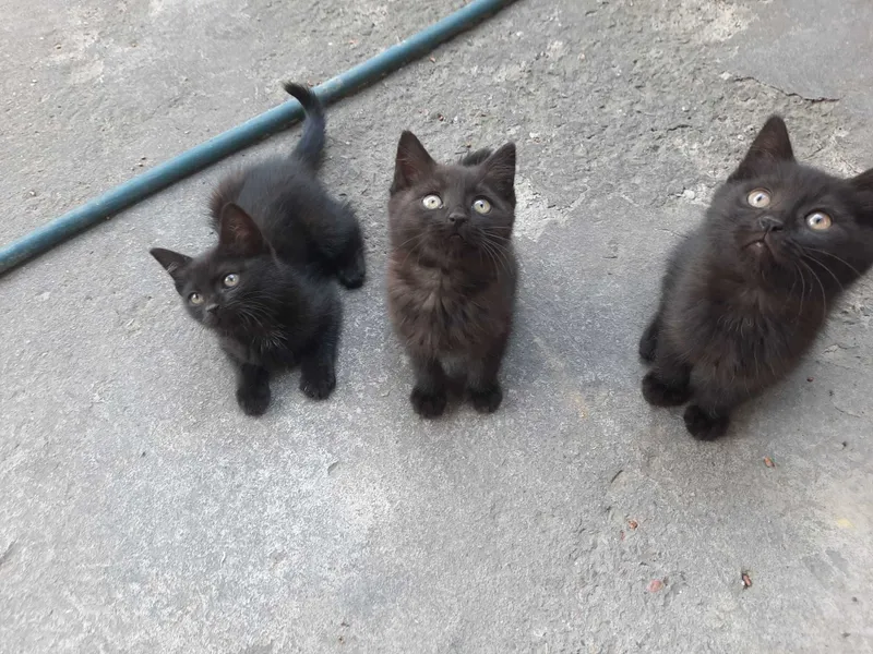 Котята кошки mushuk bolasi — фото 3