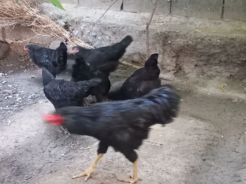 Чёрные курицы и петух 3