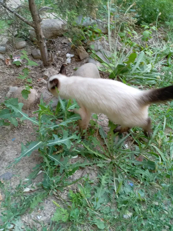 котенок 2