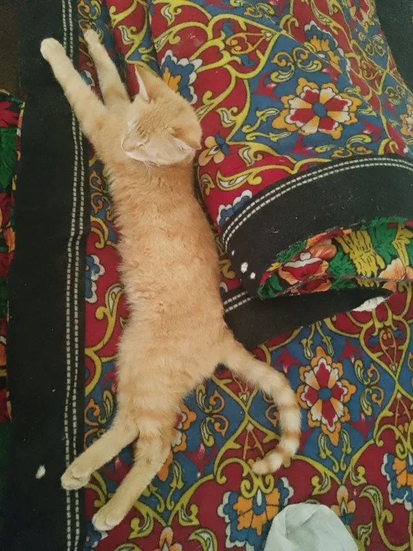 Mushuk sotaman