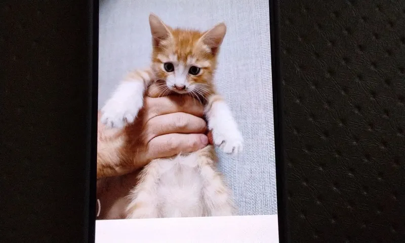 Котёнок шустрый, игручий.