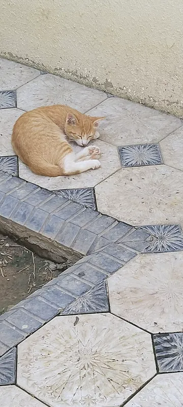 Котёнок оранжевый 2 месяца 3 Котёнок оранжевый 2 месяца 3