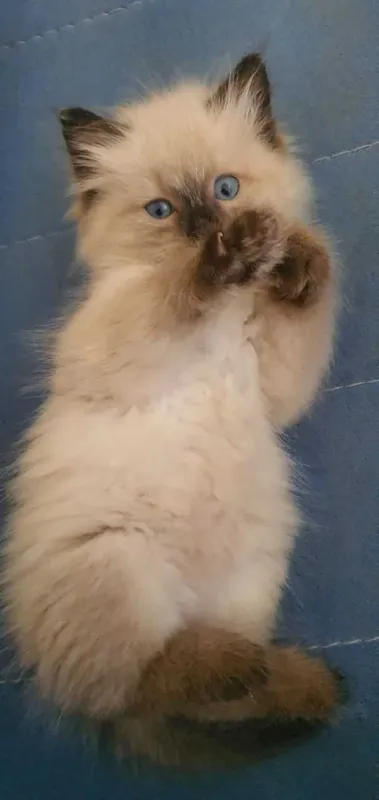 Сиамский котёнок