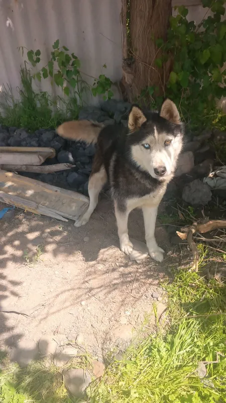 Xaski xatiko kuchuk