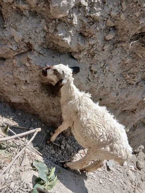Bara sotiladi srocna pull kerak