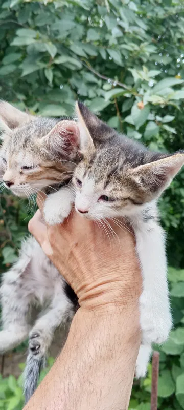 Отдам хорошие руки котят