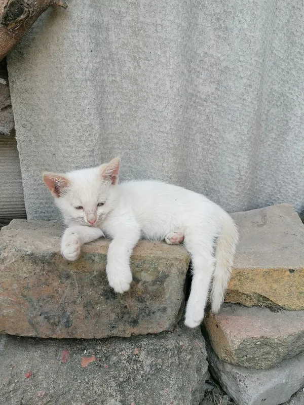 Отдаём в добрые руки котят, смешной породы. 3
