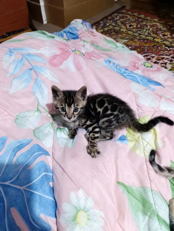 Bingan paroda sotiladi