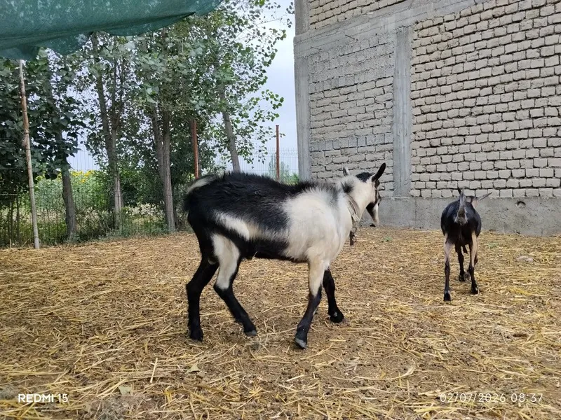 Alpin piakok taka sotiladi 3