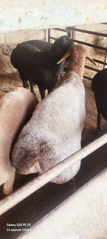 Qòchqorlar sotiladi