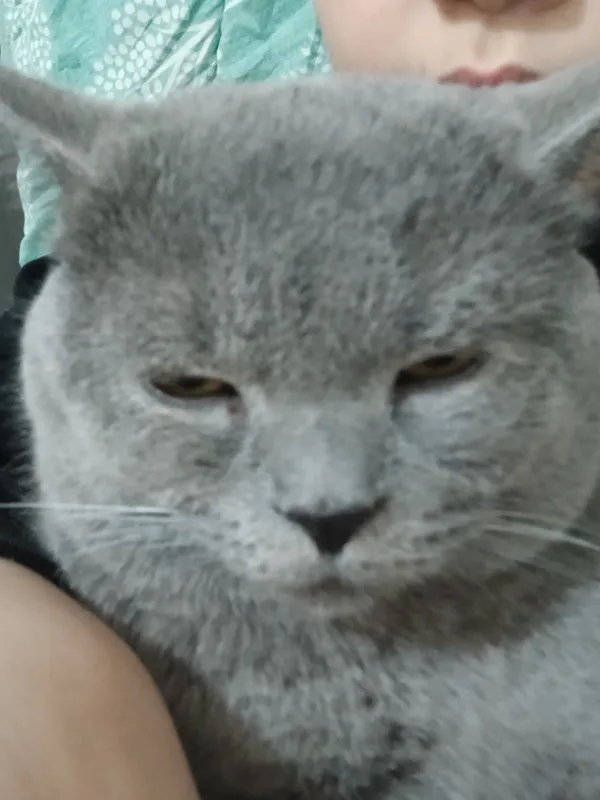 кот кот