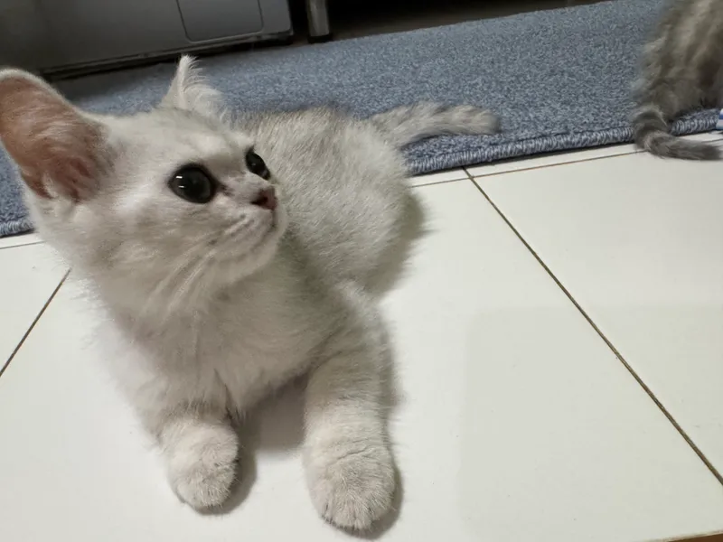 Kumush rangli chinchilla 1