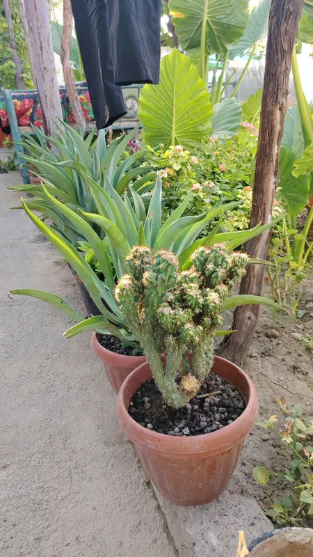 Kaktus va aloe xona gulllari 1 Kaktus va aloe xona gulllari 1