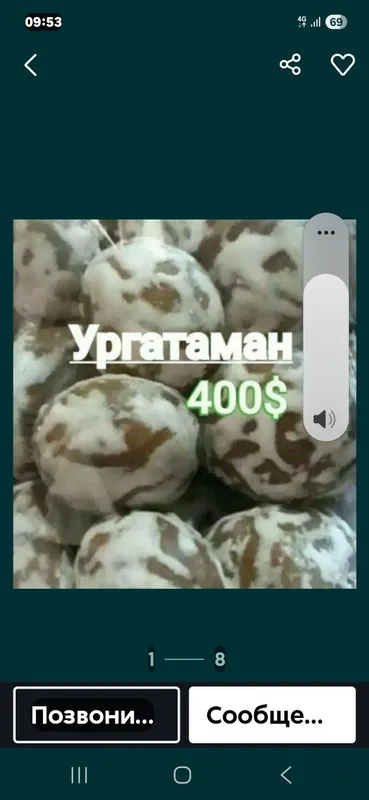 Pryanik orgataman 1