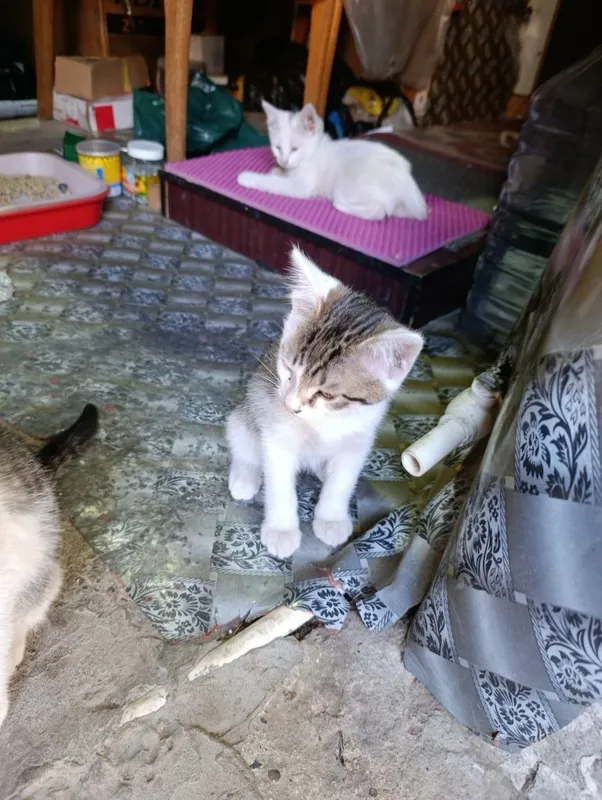 Котята домашние 4 штуки