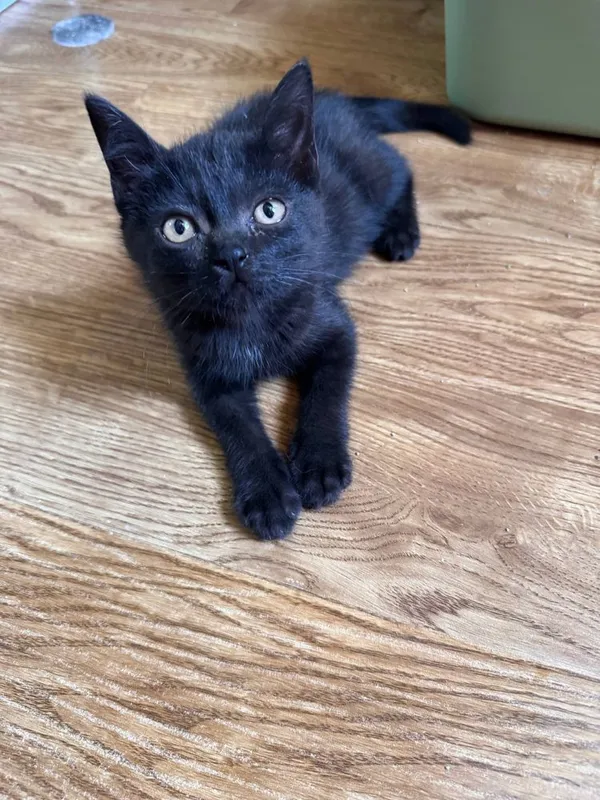 Котик 2,5 месяца — фото 1