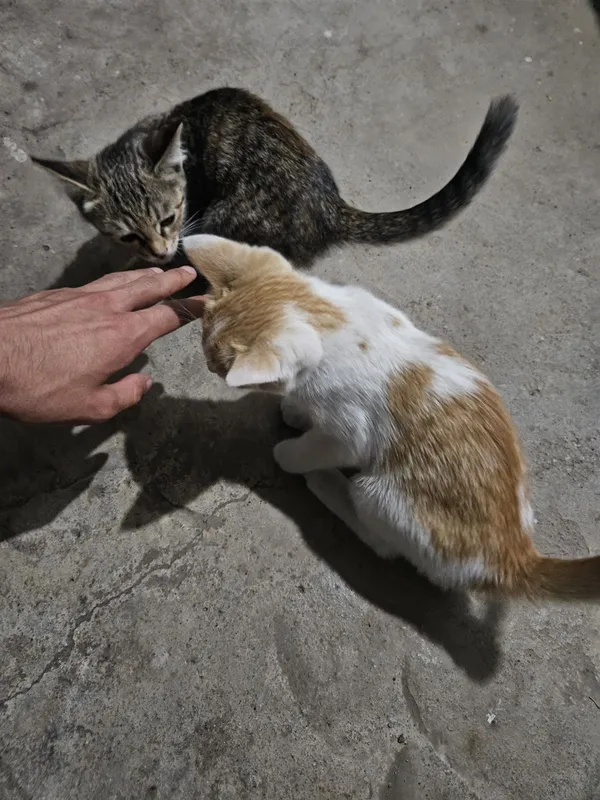 Mushuklar mehribon qo'llarga beriladi