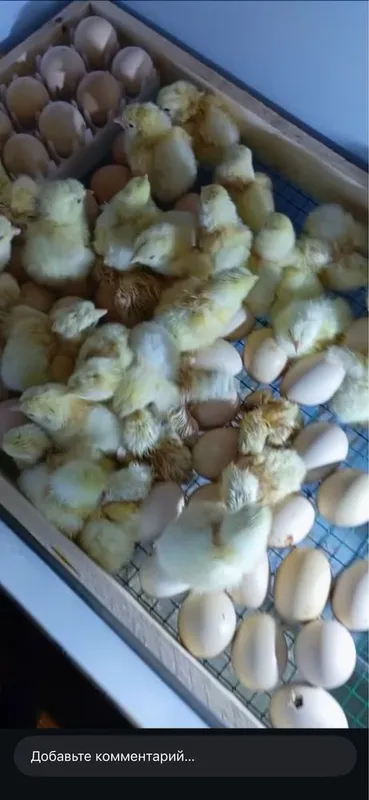 Adler tuxumlari va jojalariga zakaz olamiz 3 Adler tuxumlari va jojalariga zakaz olamiz 3