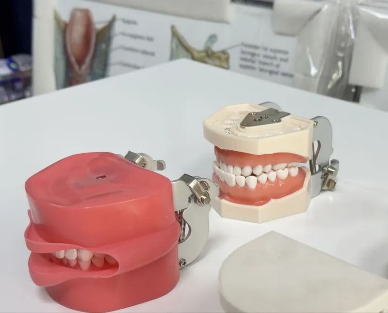 Стоматологик Тиш Моделлари ва Фантомлар Dental Model 4 Стоматологик Тиш Моделлари ва Фантомлар Dental Model 4