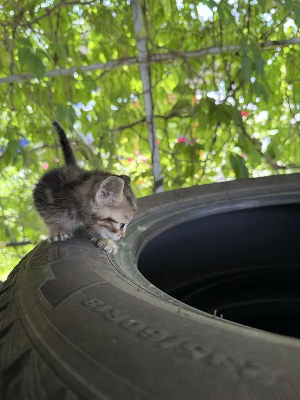 Котёнок в хорошие кури — фото 2