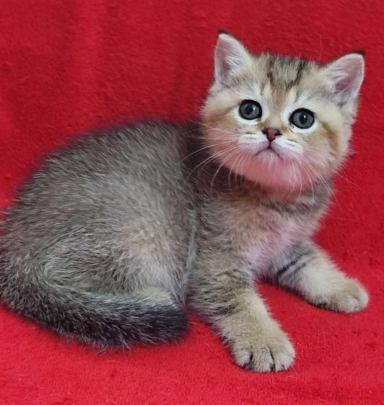 Продаются котята, девочка и мальчик, Золотые шиншиллы
