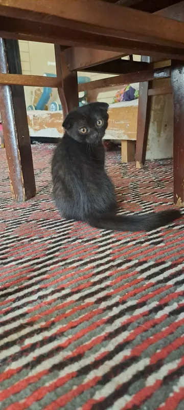 Mushuk bola zoti toza 3 Mushuk bola zoti toza 3