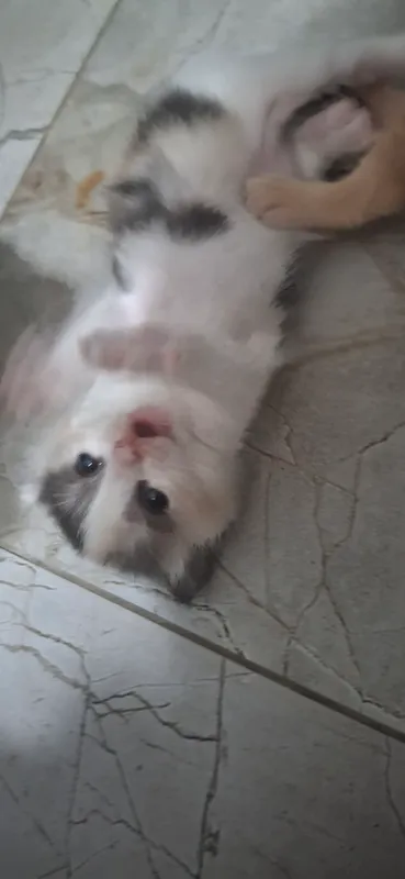 кошка/mushuk 9