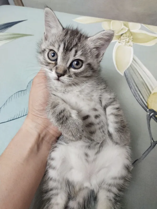 Продаются котята Скоттиш — фото 3