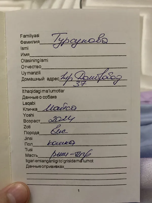 Скотищфолд 3 года Майса — фото 5