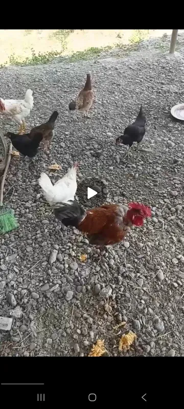 Tovuqla sotiladi 12 ta bor