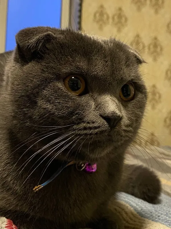 Mushuk Scottish Fold — фото 3