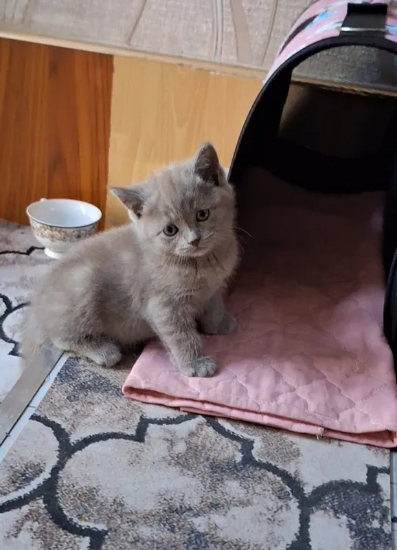 Кошка котята. ): Mushuk 3